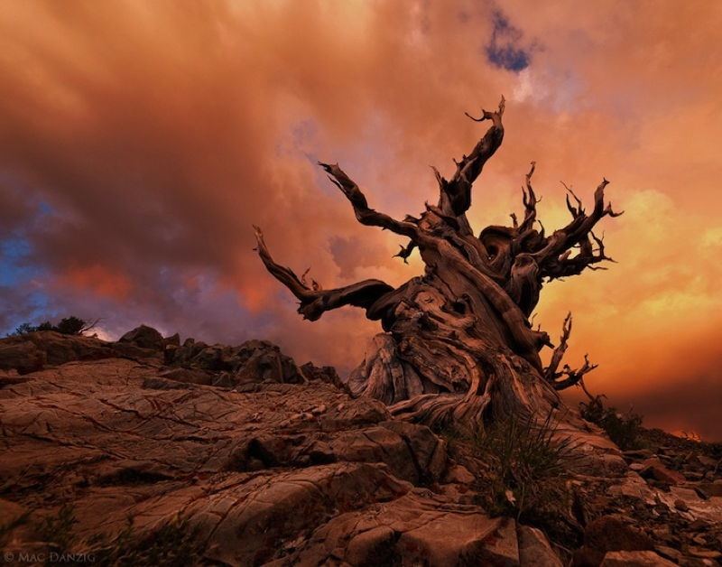 Ancient Trees 1