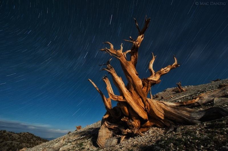 Ancient Trees 2