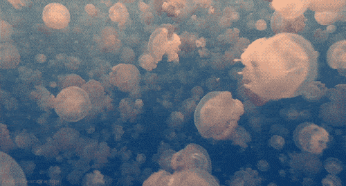 Jellyfish Cinemagraph GIF