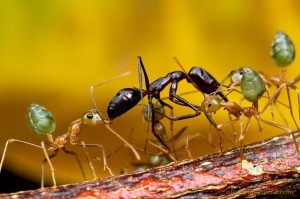 Ant Wars Multiple
