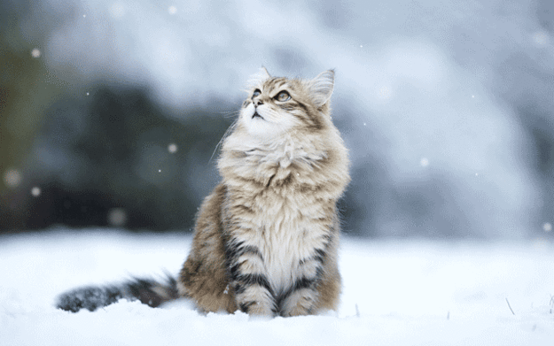 Cat In Snow Cinemagraph