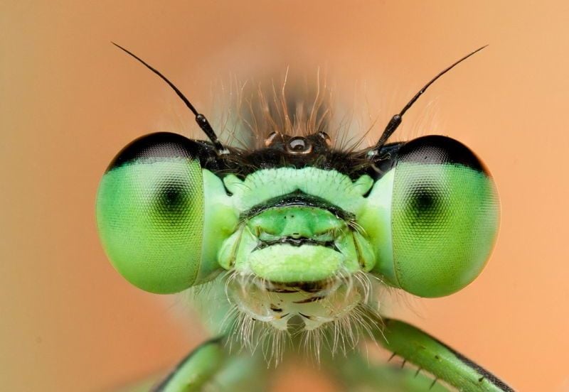Macro Insects Green