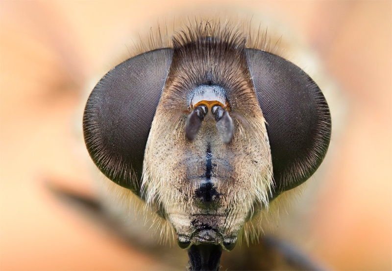 Macro Insects Hair