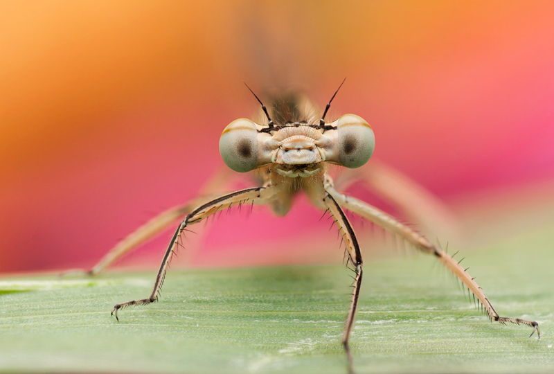 Macro Insects Tan