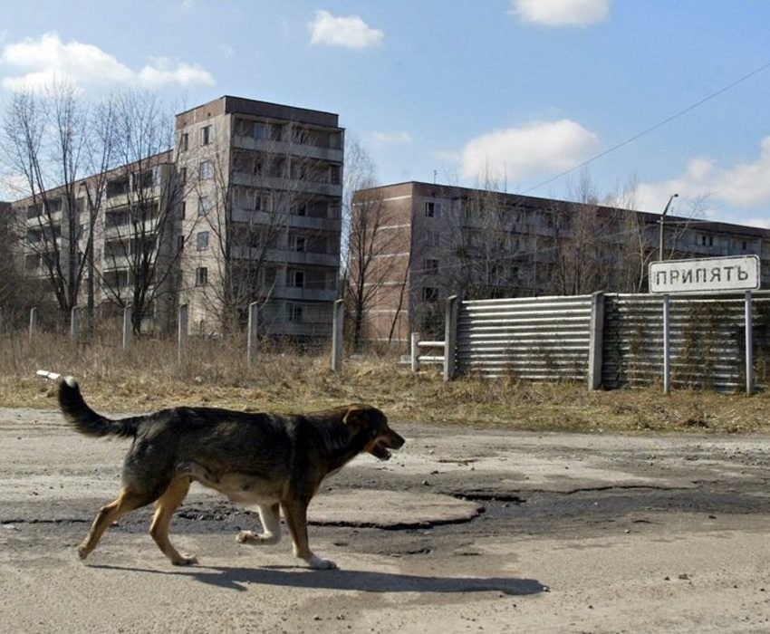 Chernobyl Dog