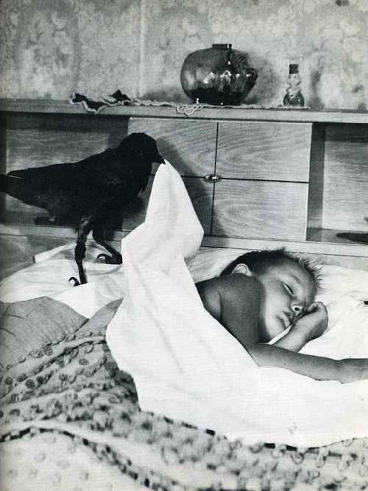 Odd Photos Crow Boy