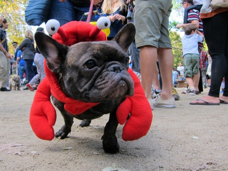 Lobster Dog Parade