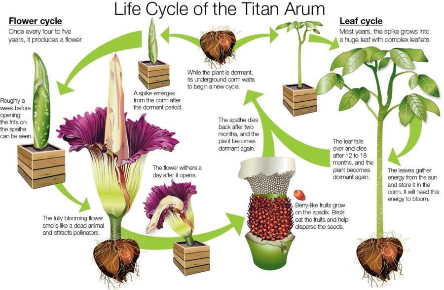 Life Cycle Of The Titan Arum
