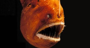 Anglerfish Black Background