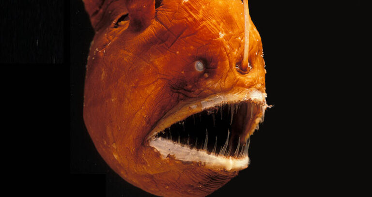 Anglerfish Black Background