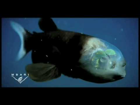 The Barreleye Fish's Amazing Transparent Head