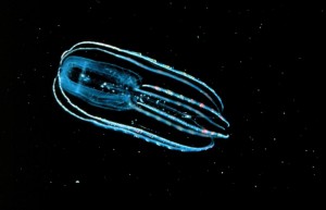 Bioluminescence Creature