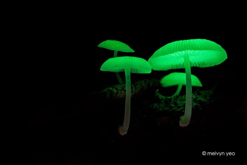 Green Fungi