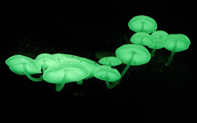 Bioluminescence Mushrooms