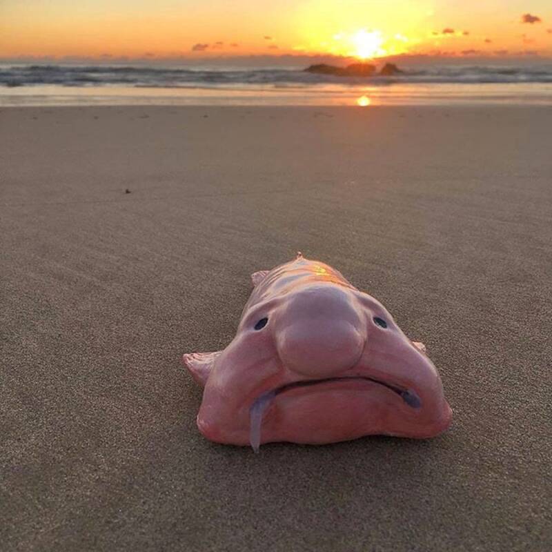 blob fish bottom of the ocean