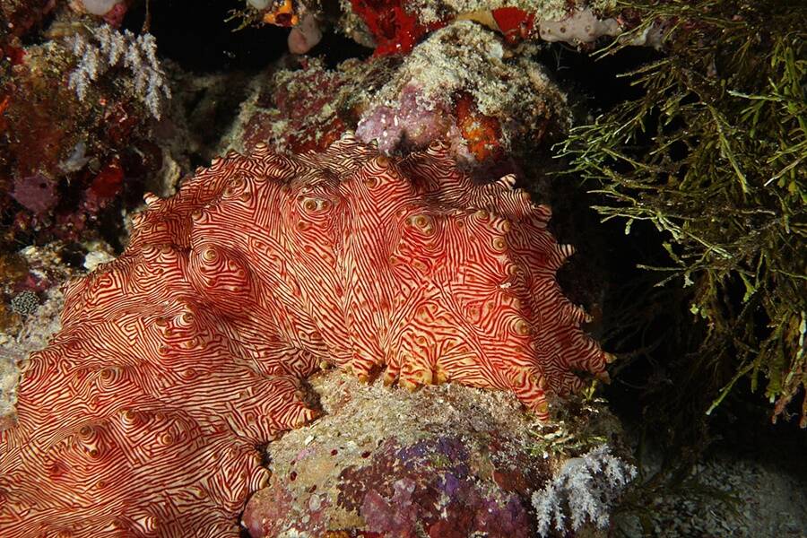 Candycane Sea Cucumber