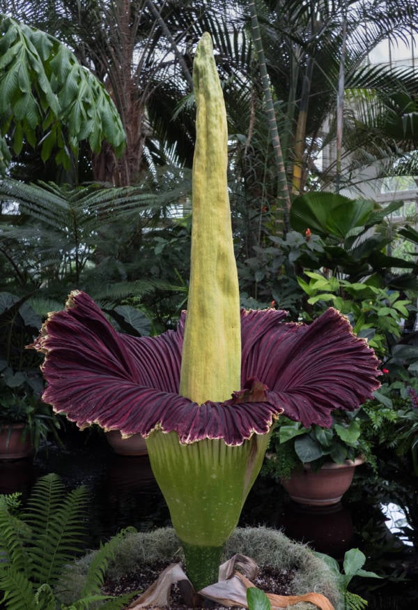 Stop And Smell The Corpse Flower, The Biggest Flower In ...