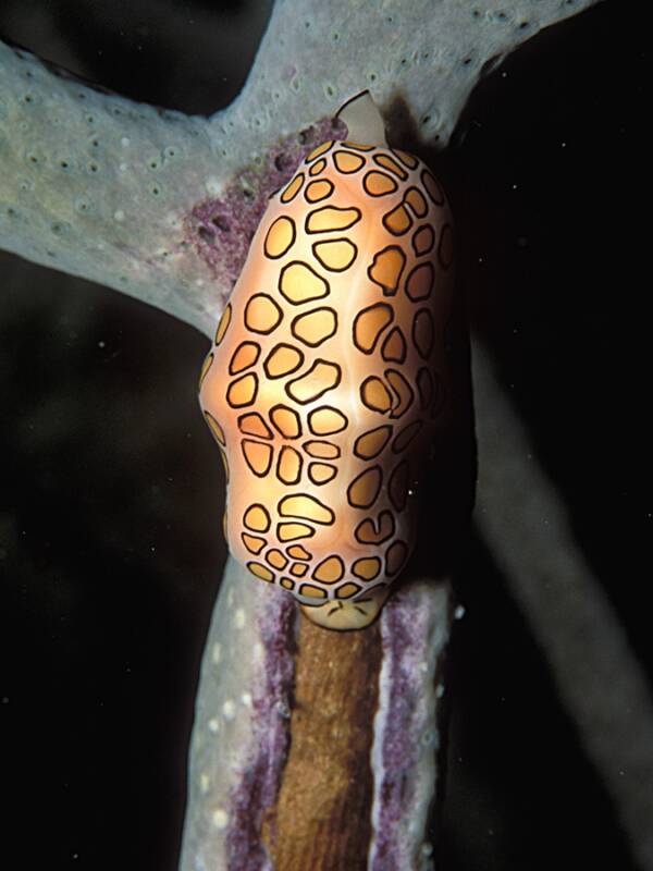 Cyphoma Gibbosum