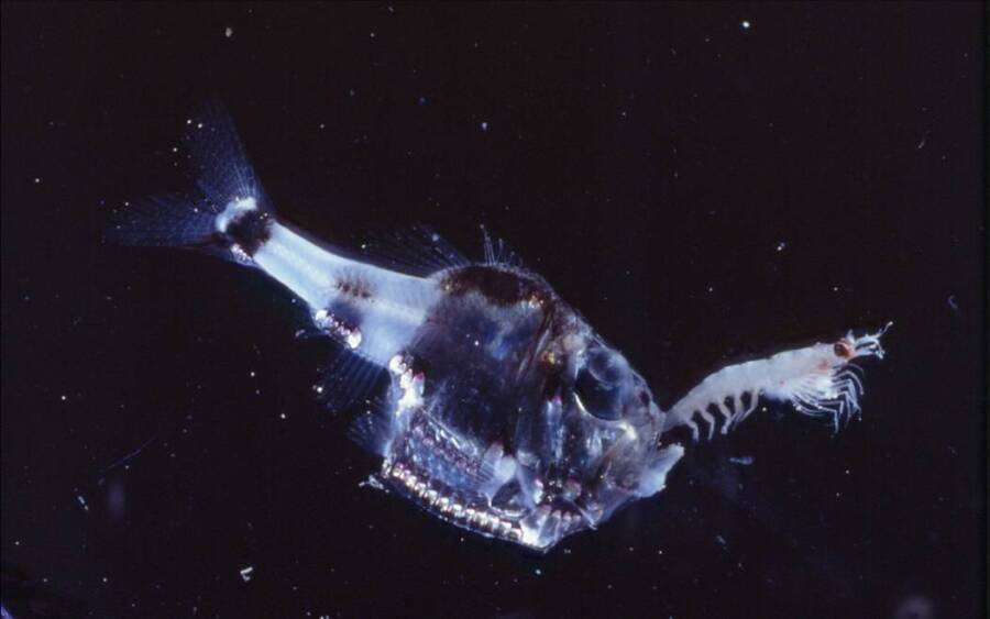 Deep Sea Hatchetfish Feeding