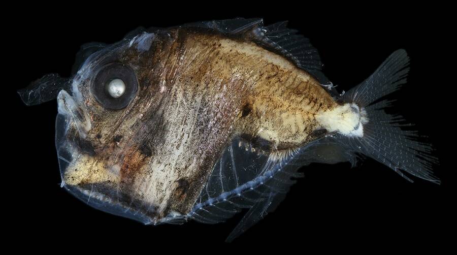 Deep Sea Hatchetfish