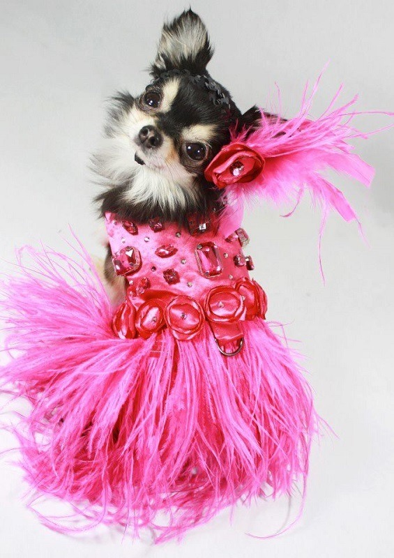 Chihuahua Pink Dress