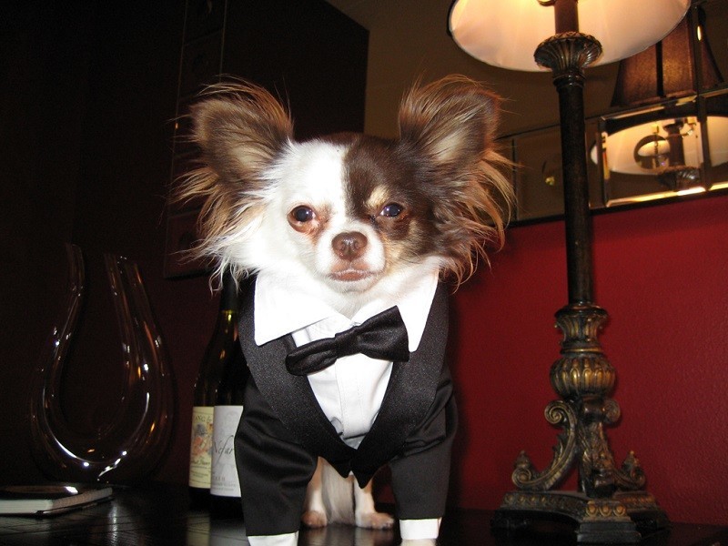 Dog Couture Chihuahua Tux