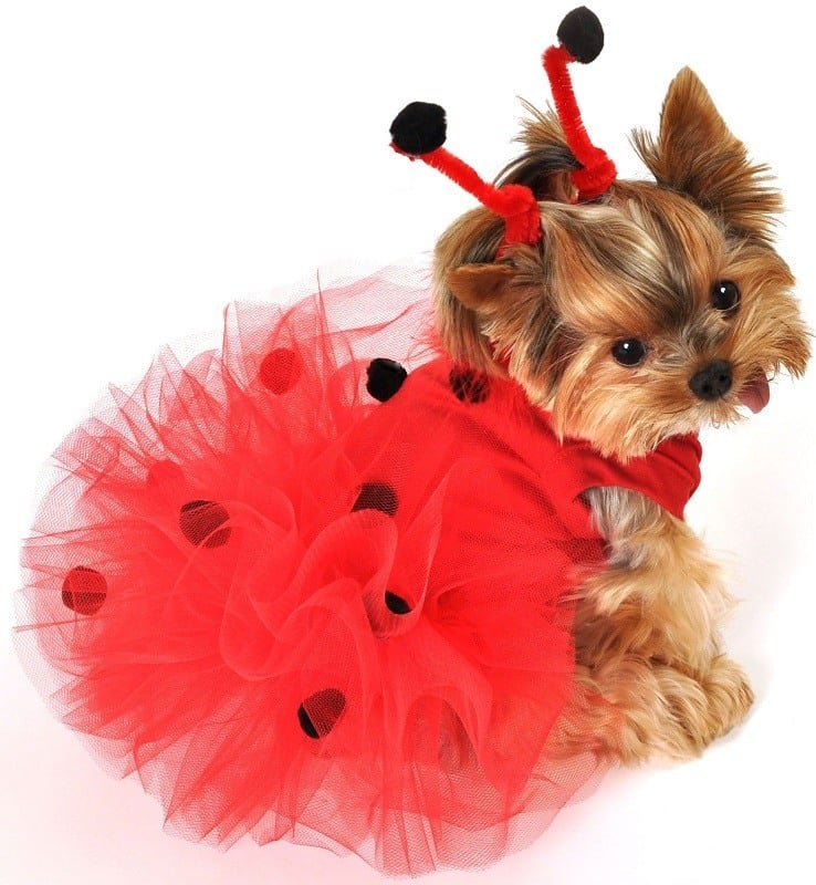 Dog Couture Ladybug