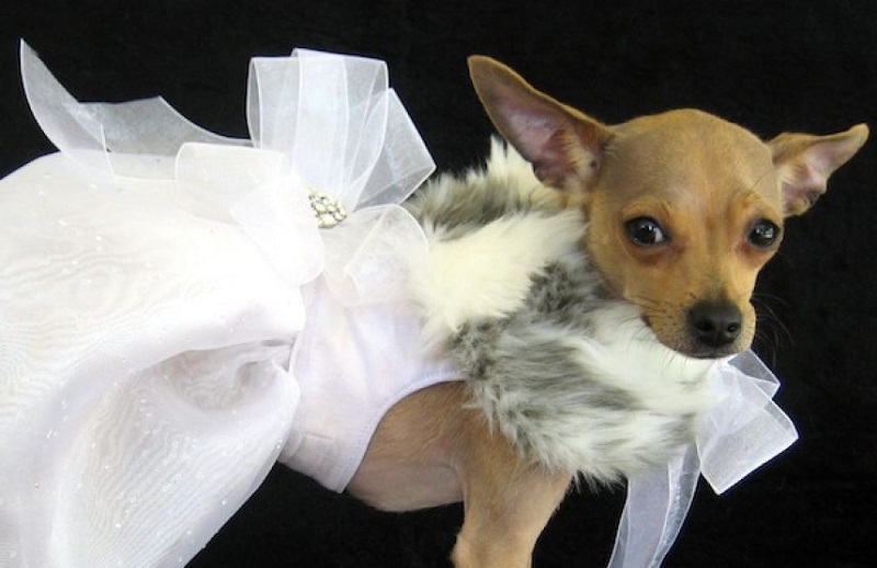 Dog Couture