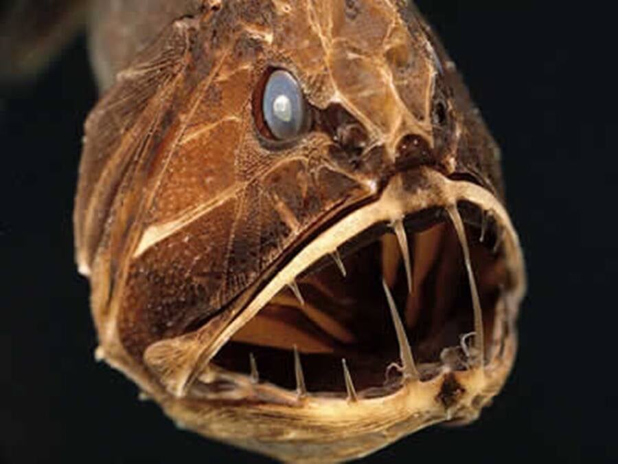 Face Of Fangtooth Fish