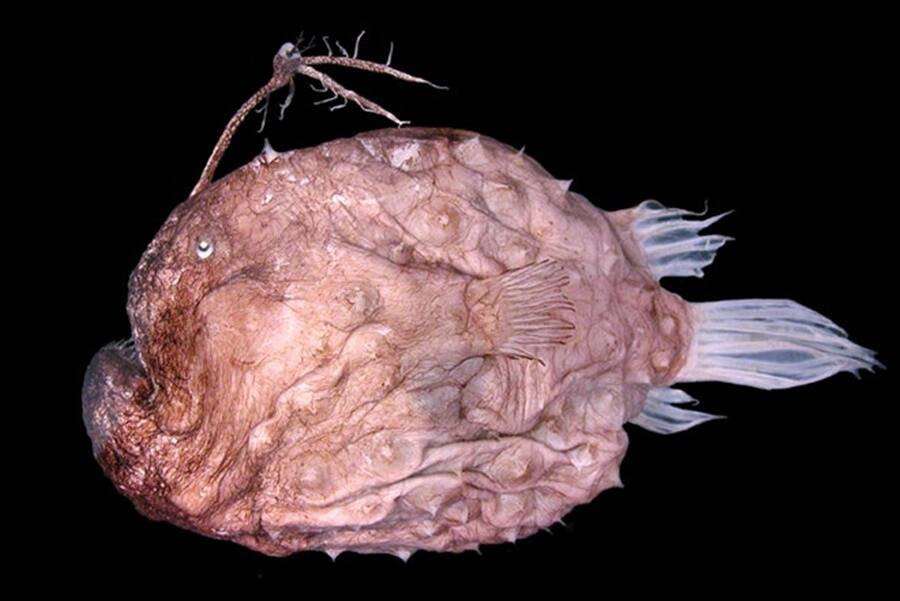 Female Himantolophus Appelii Anglerfish