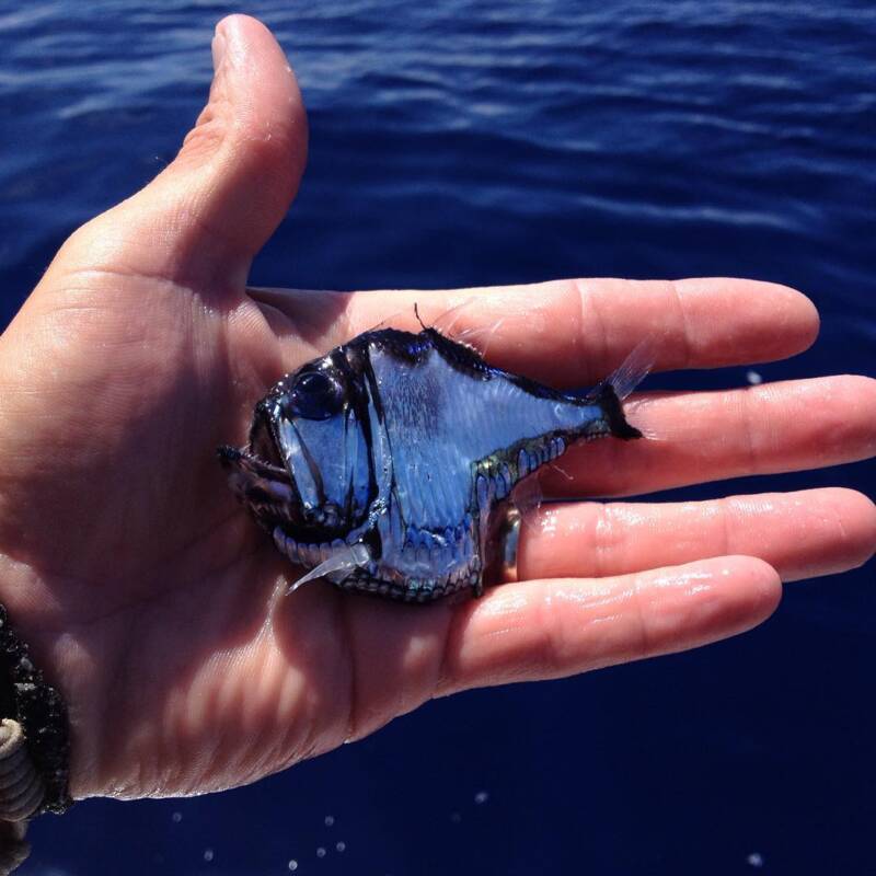 Fisher Holding Hatchetfish