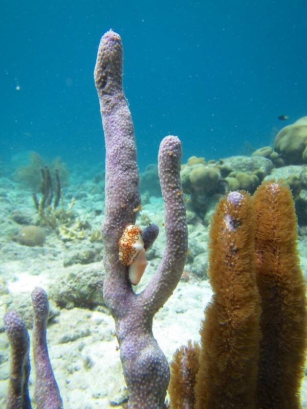 Flamingo Tongue Snail On Coral