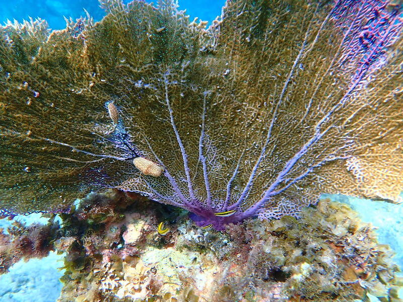 Flamingo Tongue Snail On Sea Fan