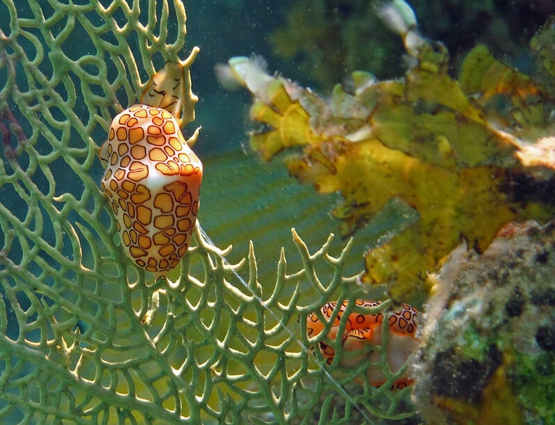 Flamingo Tongue Snail