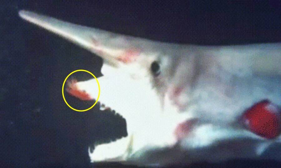 Goblin Shark Feeding