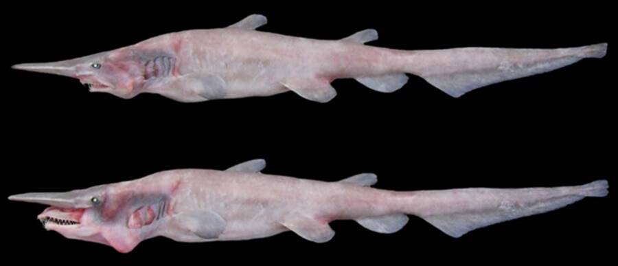 Goblin Shark Specimens