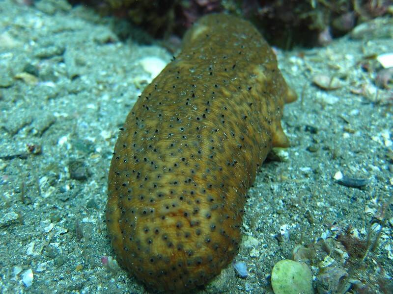 Green Sea Cucumber