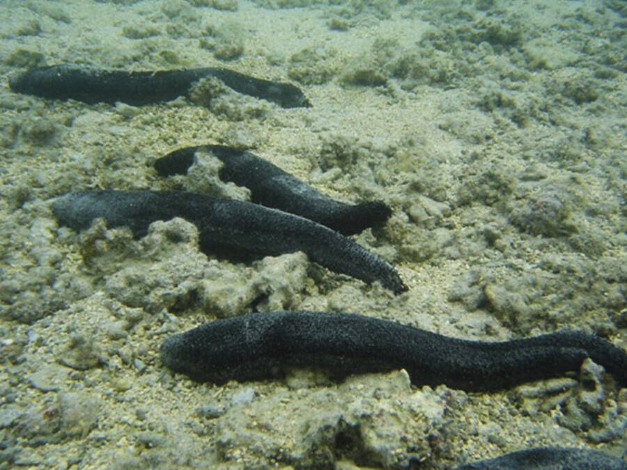 Group Of Holothuria Leucospilota