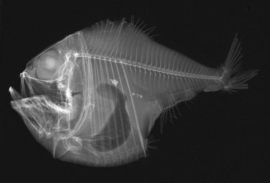 Hatchetfish X Ray Scan