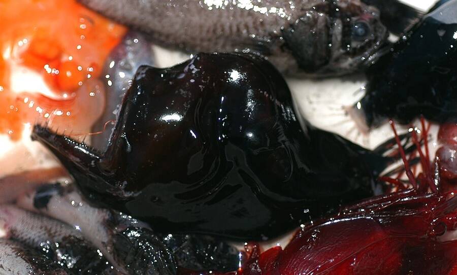 Humpback Anglerfish