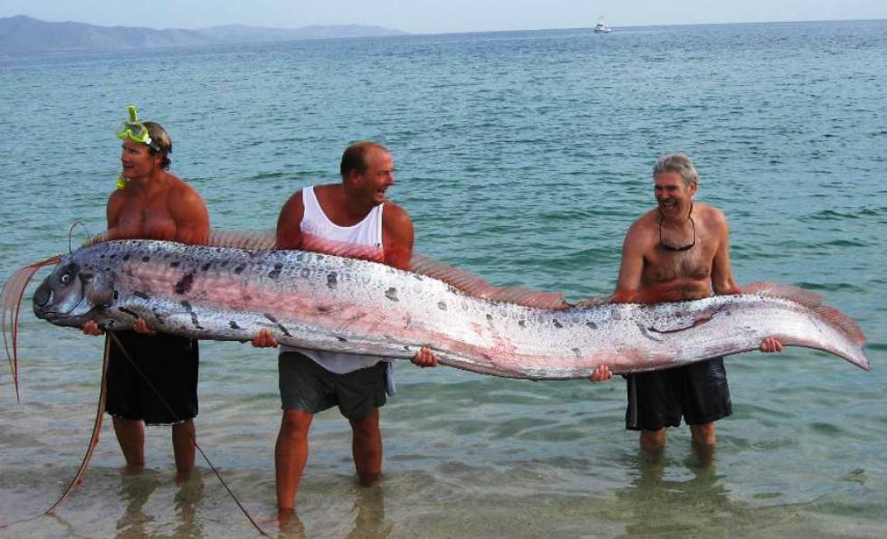 Oarfish Interesting Pictures