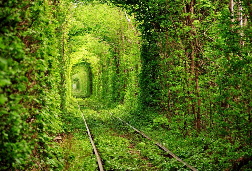 Tunnel Of Trees