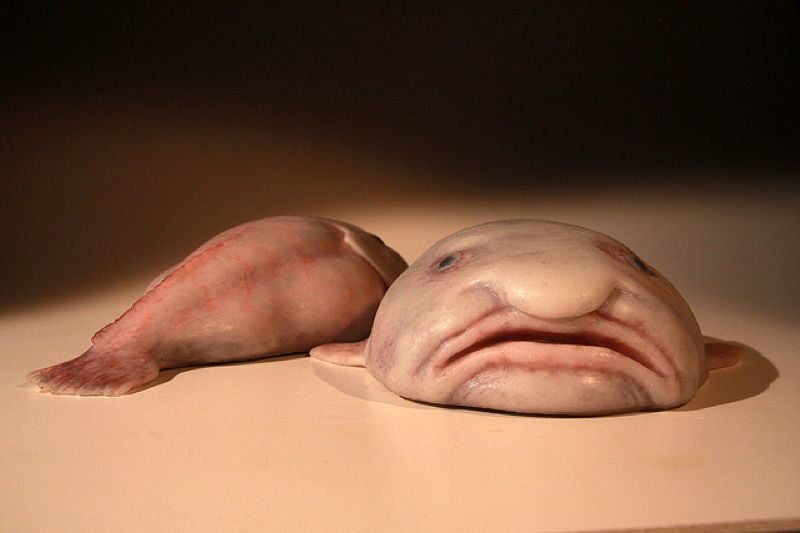 Blobfish Bizarre Ocean Creatures