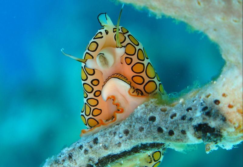 Tongue Snail Below