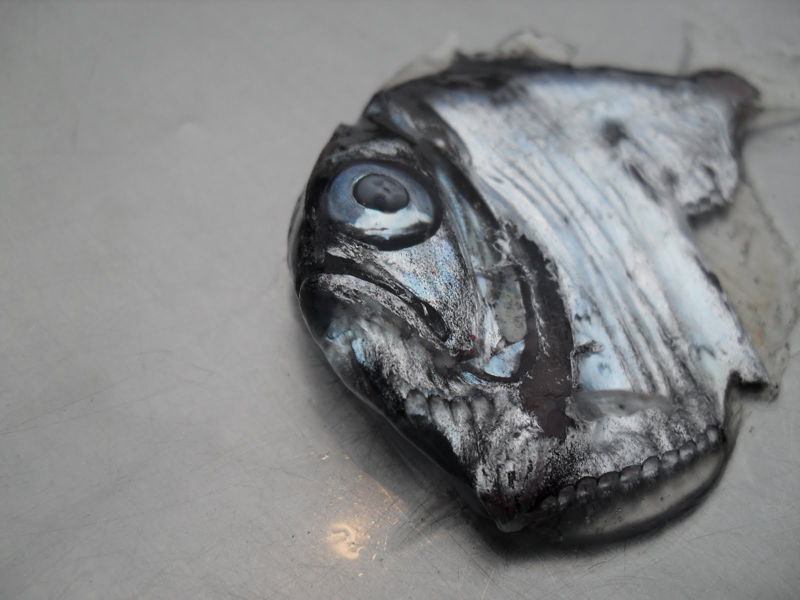 Hatchet Fish Photograph