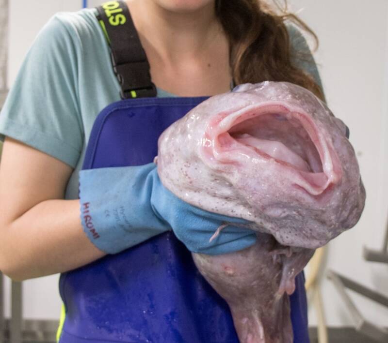 Researcher Holding Blobfish
