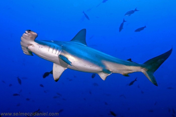 Coolest Sharks Hammerhead Swimming