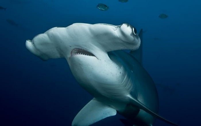 Coolest Sharks Hammerhead
