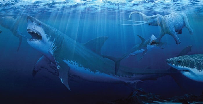 Coolest Sharks Megalodon Giant