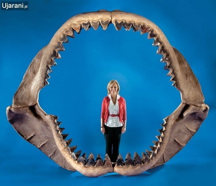 Coolest Sharks Megalodon Jaw Skull